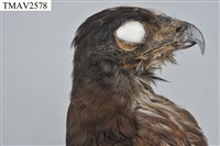 鳳頭蒼鷹藏品圖，第8張